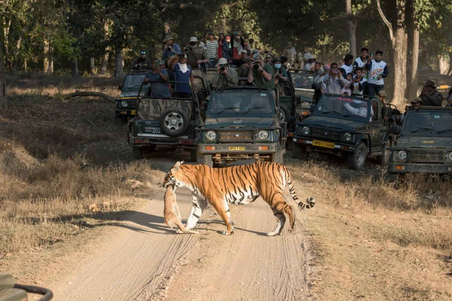 tiger sightseeing kanha